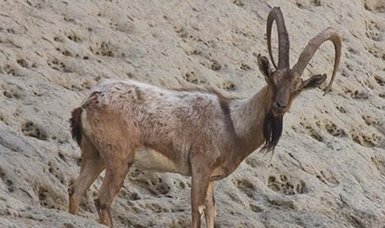 Population of rare wild goat growing in Pakistan