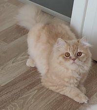 Kramel