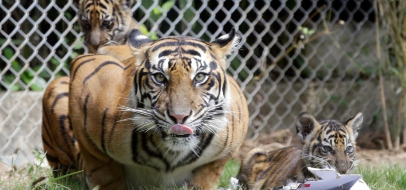3 CRITICALLY ENDANGERED SUMATRAN TIGERS LOST TO ANIMAL TRAPS