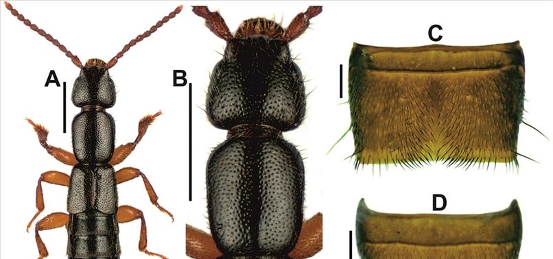 New insect species discovered in northwestern Türkiye