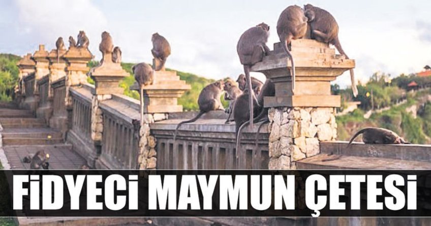 Fidyeci maymun çetesi