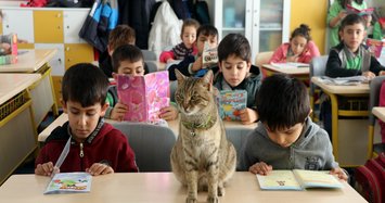 Tarçın the Cat goes to primary school in Amasya