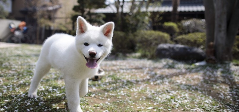 JAPANS AKITA DOGS MELT FOREIGN HEARTS