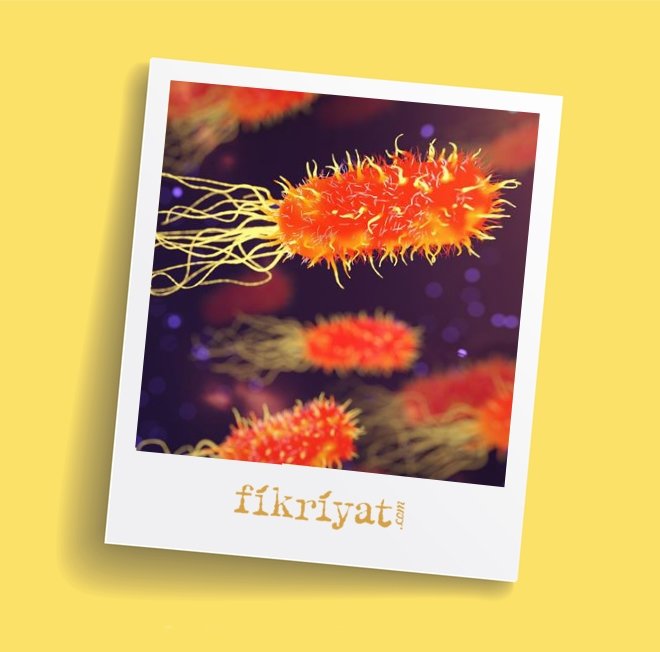 BAKTERİLERİN İNSAN SAĞLIĞINA ETKİSİ