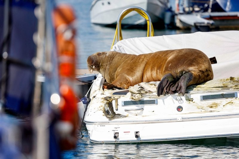 Norways Freya the walrus that drew Oslo crowds put down