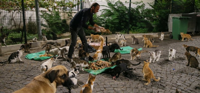 WITH A HEART FULL OF LOVE, MAN FEEDS 300 STRAYS EVERY DAY