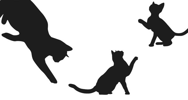 Dünya kedilerinin başkenti İstanbul