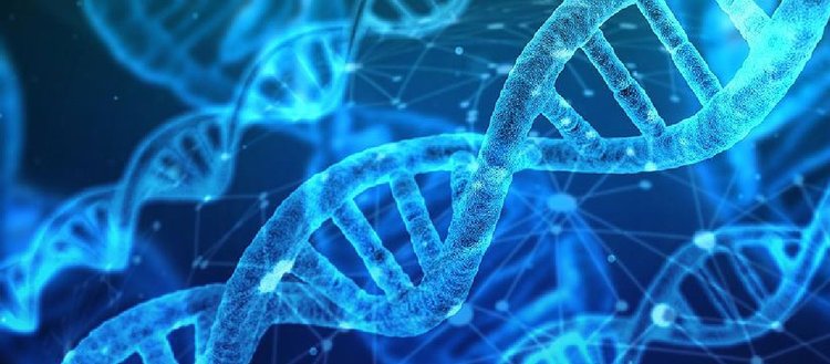DNA yaşam süresi hakkında ipuçları veriyor