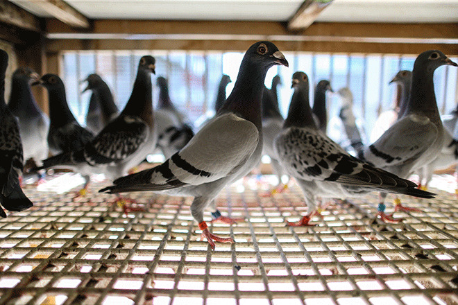 Bir yuvaya dönüş öyküsü