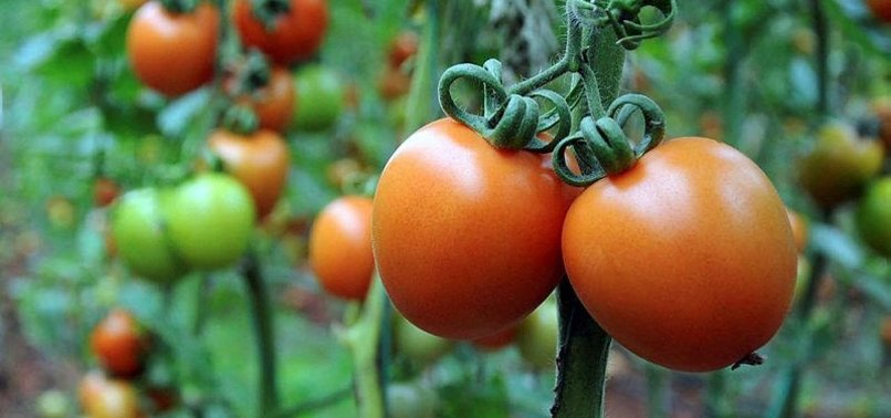 RUSSIA LIFTS BAN ON IMPORT OF TURKISH TOMATOES