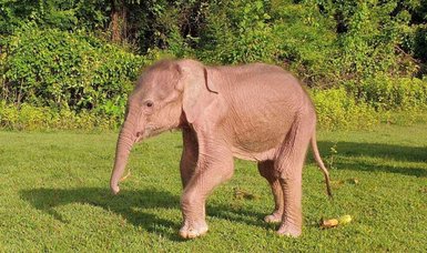 Rare white elephant born in Myanmar: state media