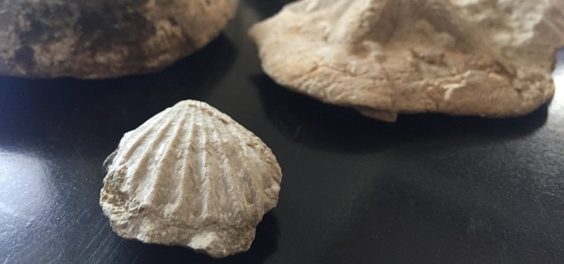 35-MILLION-YEAR-OLD FOSSILS DISCOVERED IN SOUTHERN TURKEY