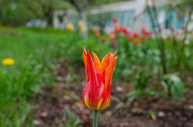Edebiyatın önemli şairlerinden bahar konulu şiirler