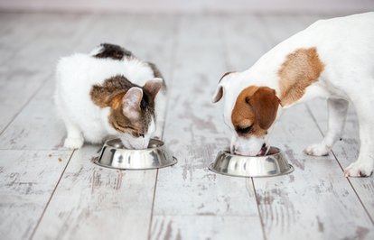 Kediköpekmamasısektörününihracatında27katartış