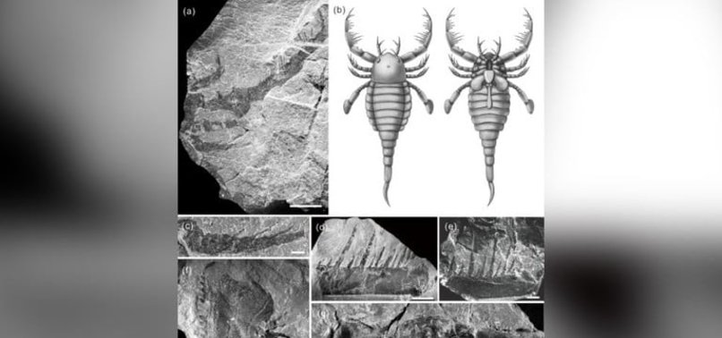 STUDY DISCOVERED MILLIONS YEARS OLD DOG-SIZED SCORPION