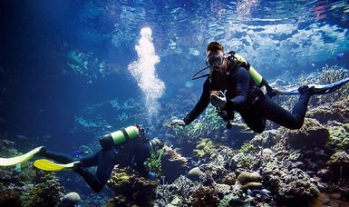 Dutch zoo creates coral 'Noah's Ark' to preserve endangered reefs