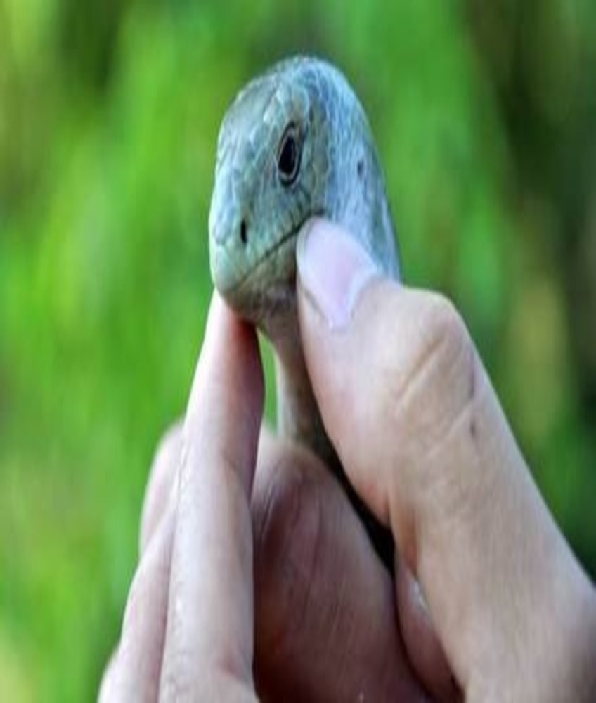 sabah