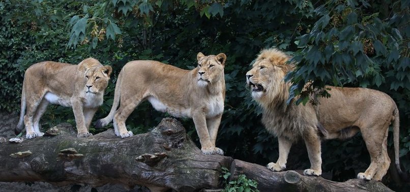 SEVERAL LIONS ESCAPE EXHIBIT AT SYDNEYS TARONGA ZOO