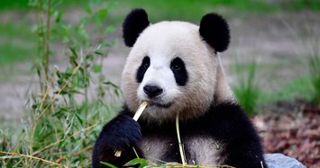 Meng Meng, Berlin Zoo's panda, is pregnant
