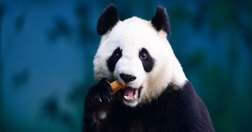 China creates app to recognize pandas