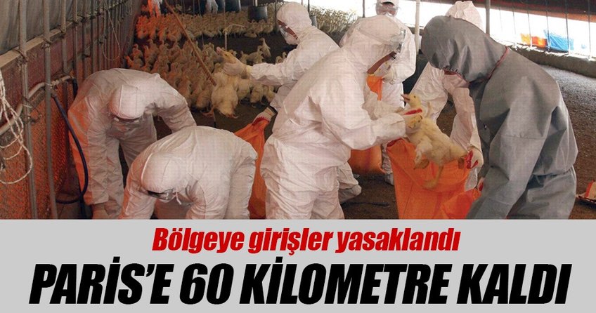 Arthies köyünde ördek itlafına başlandı