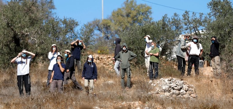 ISRAELI SETTLERS CUT DOZENS OF OLIVE TREES IN WEST BANK