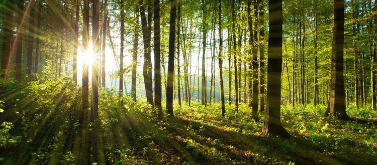 TÜDKİYEB Başkanı Çelik’ten Dünya Ormancılık Günü mesajı: