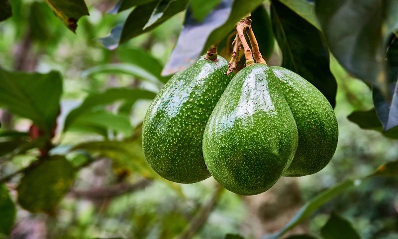 Avokado üretimi yeni gelir kapısı oldu - Para Dergi