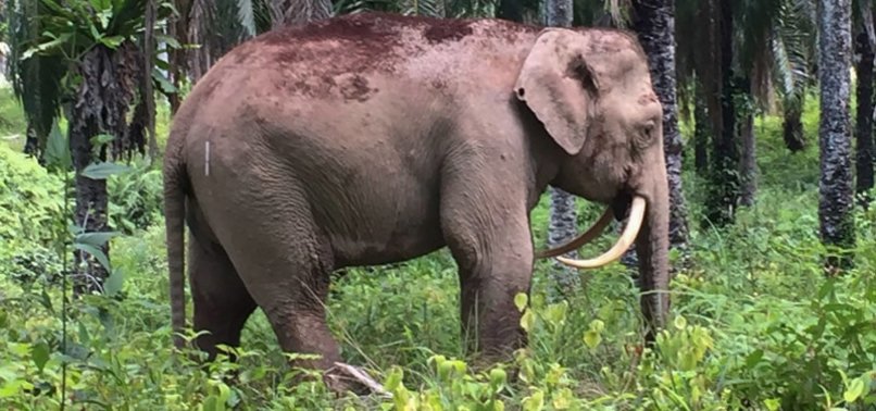 PYGMY ELEPHANT GORES HANDLER TO DEATH IN MALAYSIA