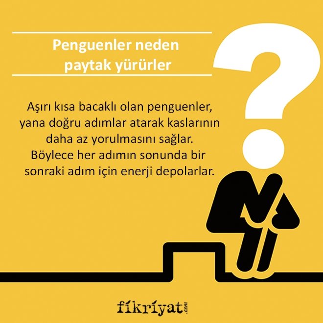 Penguenler neden paytak yürürler?