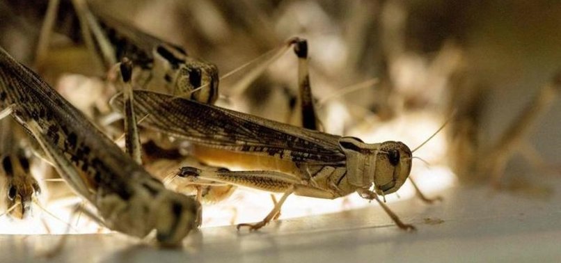 SCIENTISTS WARN OF INSECT APOCALYPSE AMID CLIMATE CHANGE