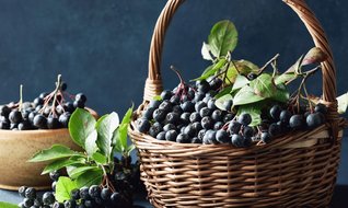 Aronya, dekardan 60 bin TL gelir sağlıyor