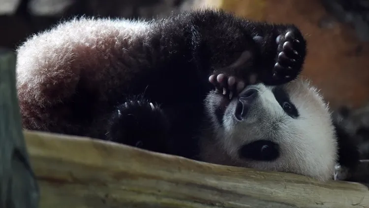 Giant panda cub Satrio Wiratama in Indonesia