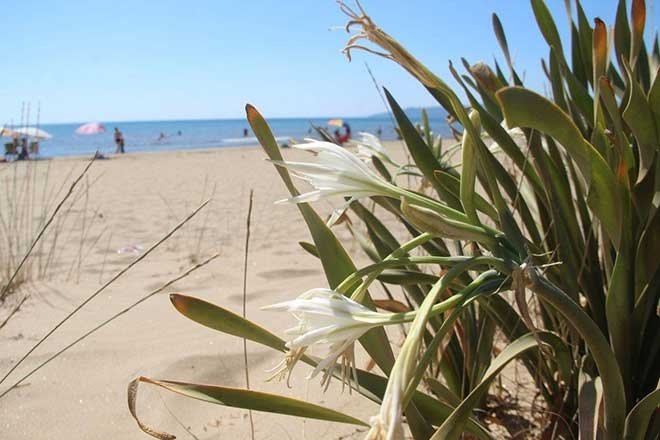 Kum zambakları tehlikede