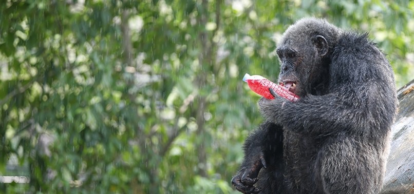 APES KNOW WHEN HUMANS ARE WRONG, STUDY SAYS