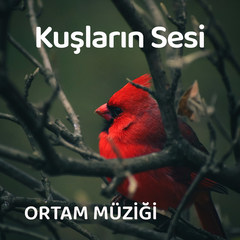 Özgürlüğü Hisset