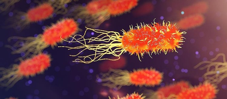 ’Antibiyotiklere dirençli bakteri’ uyarısı: 2,4 milyon insan ölebilir