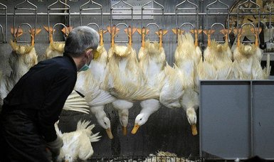Britain experiencing its worst-ever outbreak of bird flu - minister