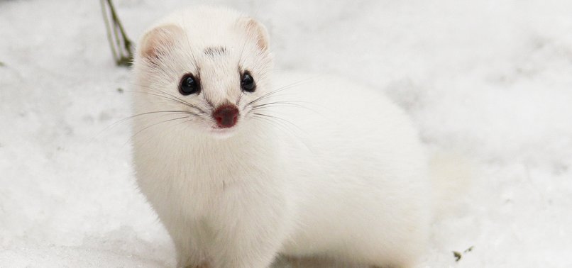 LESS SNOW LEAVES WEASELS EXPOSED TO PREDATORS: SCIENTISTS