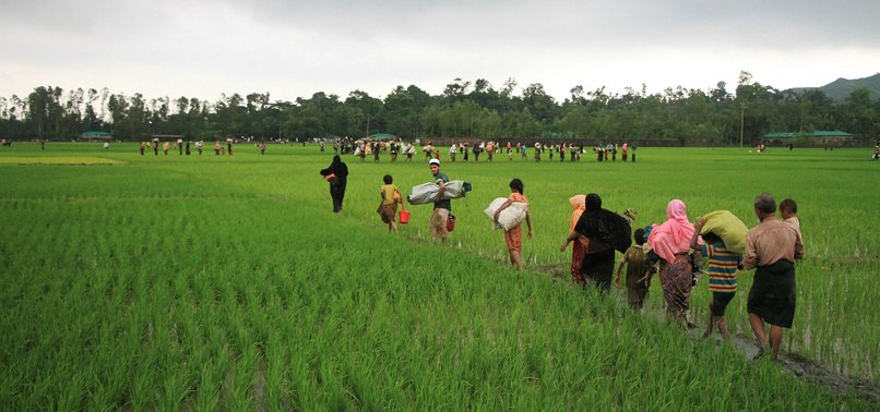 MYANMAR HARVESTS ABANDONED ROHINGYA FIELDS, RAISING FEARS FOR RETURN