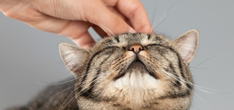 PETTING A CAT OR DOG AS LITTLE AS 10 MINUTES REDUCES STRESS, STUDY SHOWS