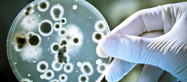 Laboratuvarda bakteri öldüren hücre üretildi
