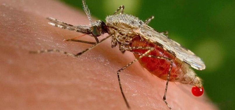 STUDY FINDS POTENTIAL NEW WEAPON IN FIGHT AGAINST MALARIA