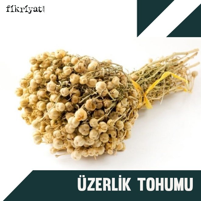 ÜZERLİK TOHUMU