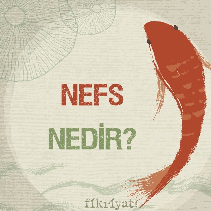 NEFS NEDİR?
