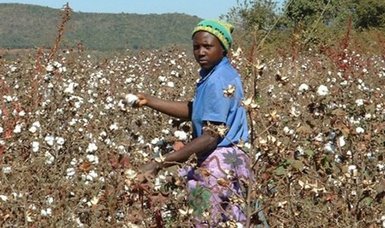 Cotton farmers farm themselves to poverty in Zimbabwe