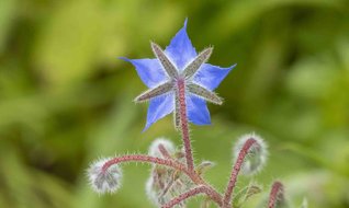 Yapraklarından yemek, tohumundan yağ…