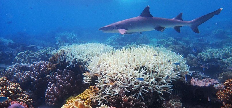 GREAT BARRIER REEF SUFFERS WORST-EVER CORAL BLEACHING