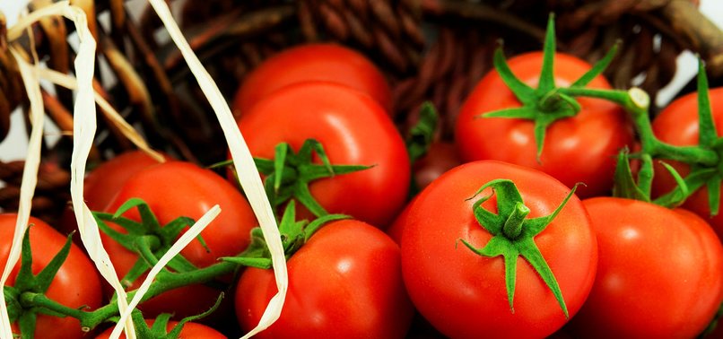 RUSSIA LIFTS SANCTIONS ON TURKISH TOMATO EXPORTERS
