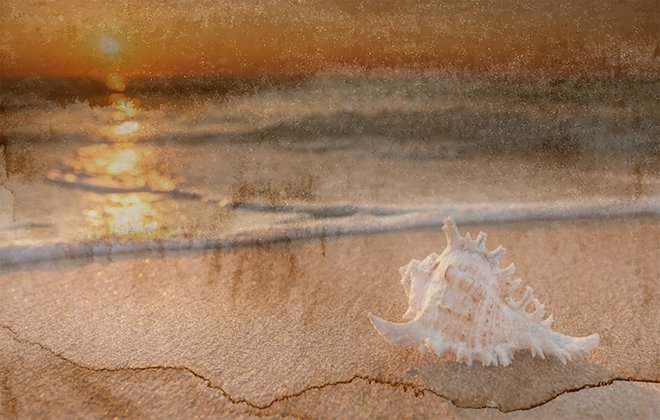 PARA BİRİMİ OLARAK KULLANILAN DENİZ KABUKLARI